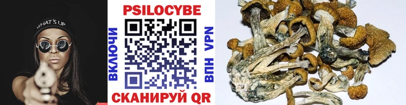 Псилоцибиновые грибы Psilocybine cubensis Кировск